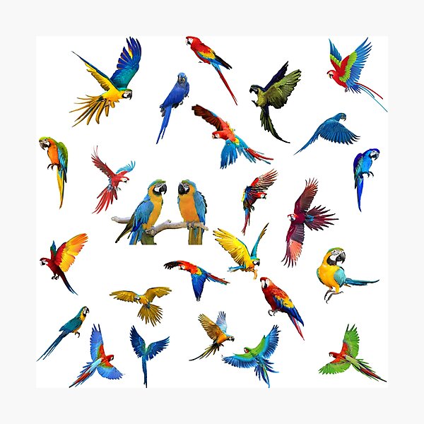 Item preview, Manny parrots photo design designed and sold by sreckov-desig.