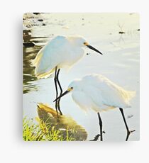Pals Canvas Print