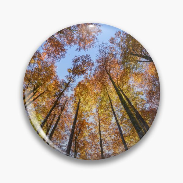 Item preview, Sun-drenched Autumn Trees designed and sold by rawshutterbug.