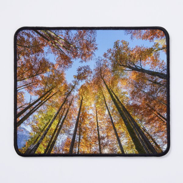 Item preview, Sun-drenched Autumn Trees designed and sold by rawshutterbug.