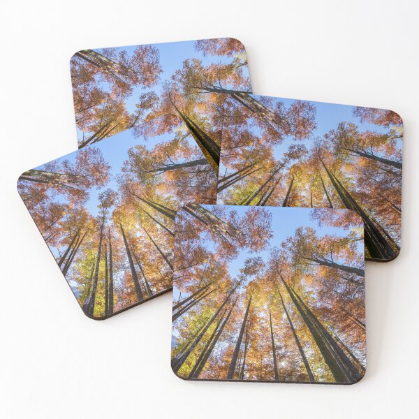 Item preview, Sun-drenched Autumn Trees designed and sold by rawshutterbug.