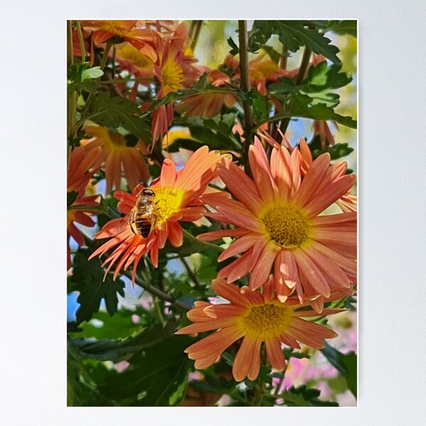 Aperçu de l'œuvre Marguerite orange avec abeille créée et vendue par CreativeBean101.