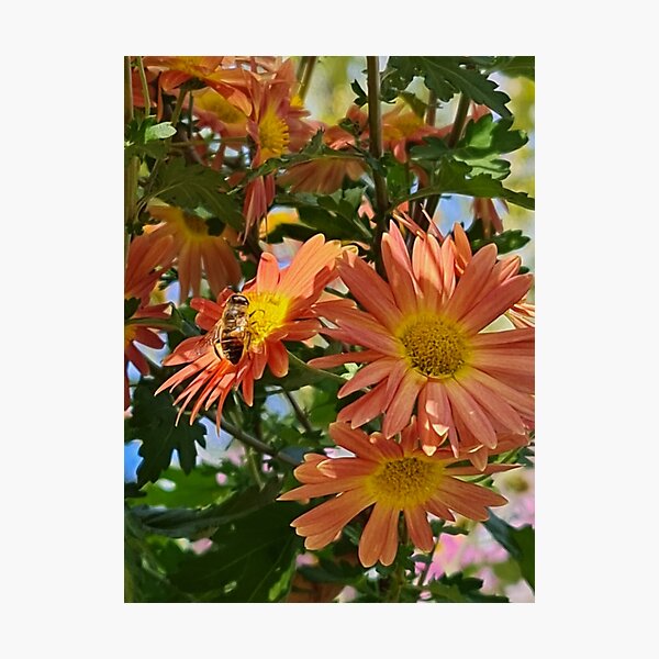 Aperçu de l'œuvre Marguerite orange avec abeille créée et vendue par CreativeBean101.