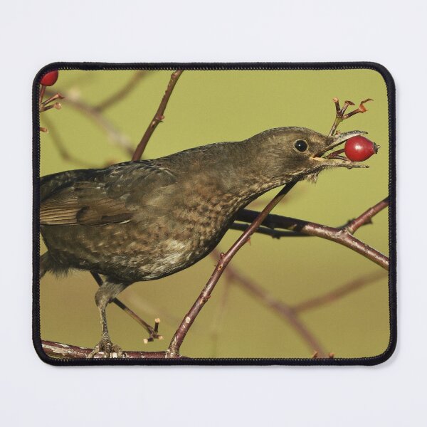 Item preview, A Hungry Blackbird designed and sold by rwhooster.