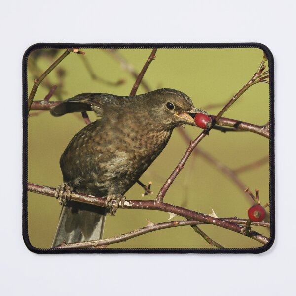 Item preview, Berry Hungry Blackbird designed and sold by rwhooster.