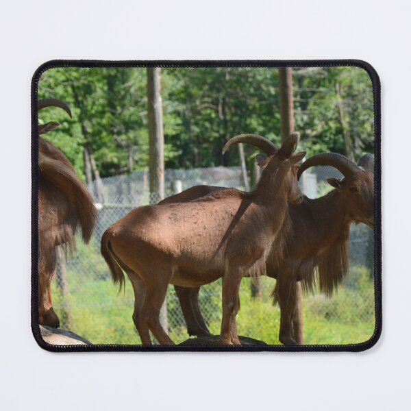 Item preview, Three Billy goats gruff designed and sold by enchantedvibes.