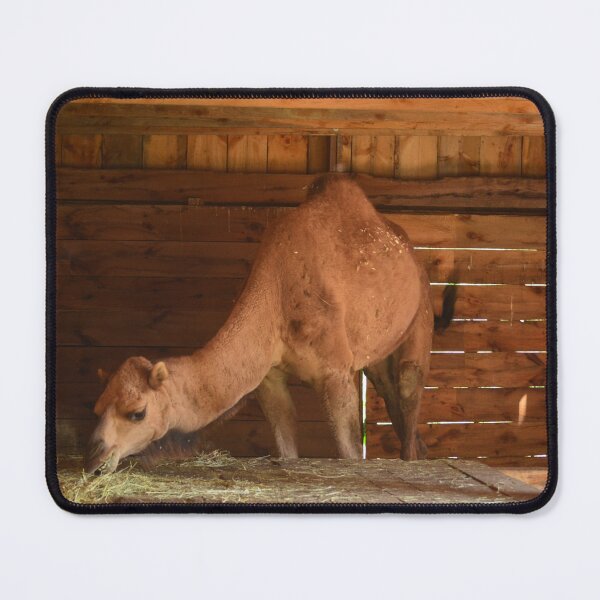 Item preview, Camel in a manger designed and sold by enchantedvibes.