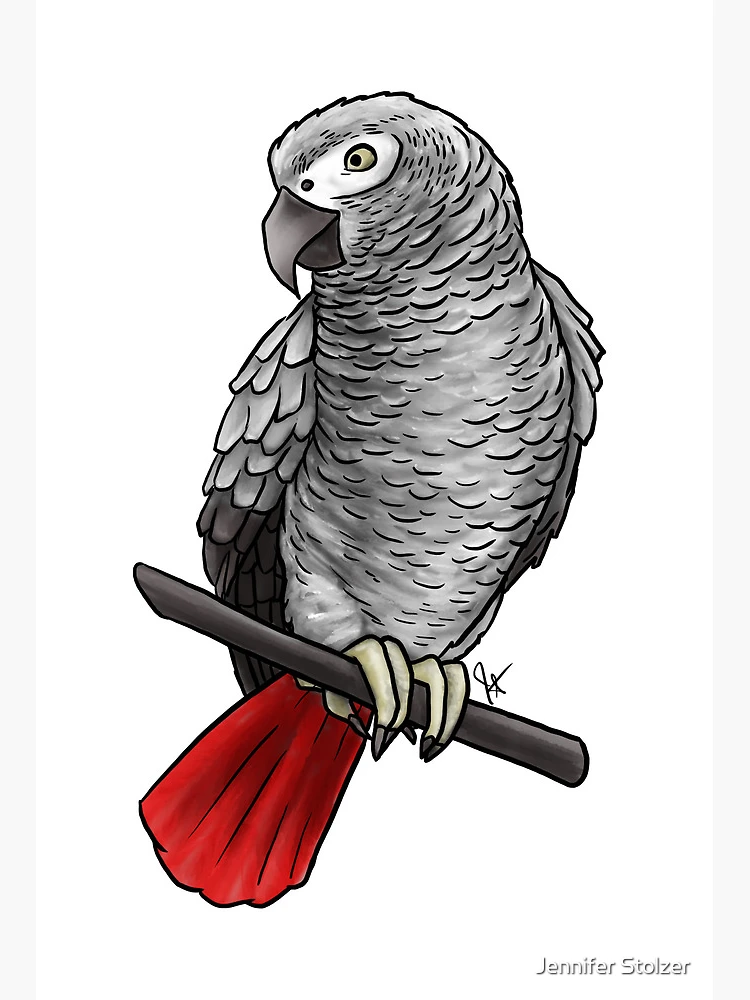 African Grey Parrot | Art Board Print