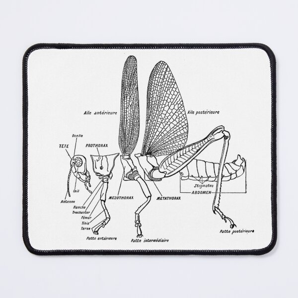 Item preview, Grasshopper designed and sold by remyicard.