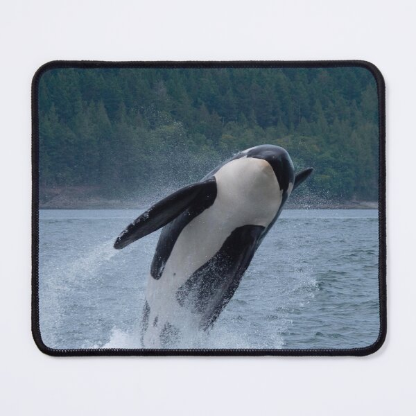 Item preview, Killer Whale Leaping from Ocean designed and sold by HeatherAP.