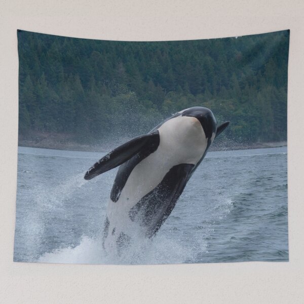 Item preview, Killer Whale Leaping from Ocean designed and sold by HeatherAP.