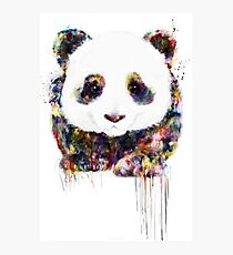 panda Photographic Print