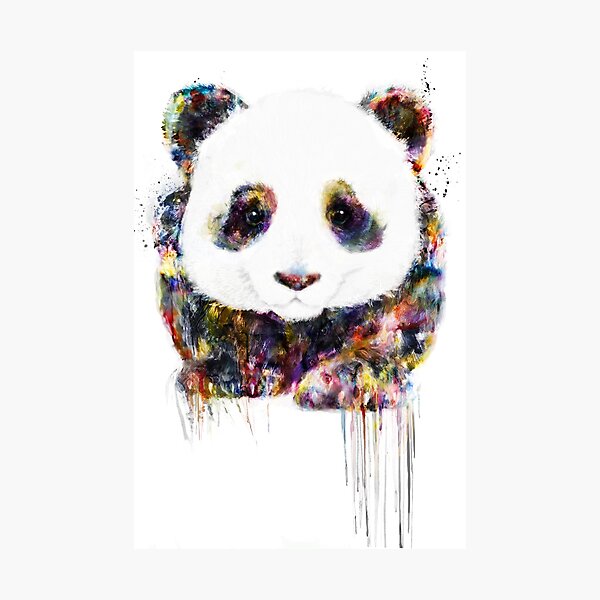 panda Photographic Print