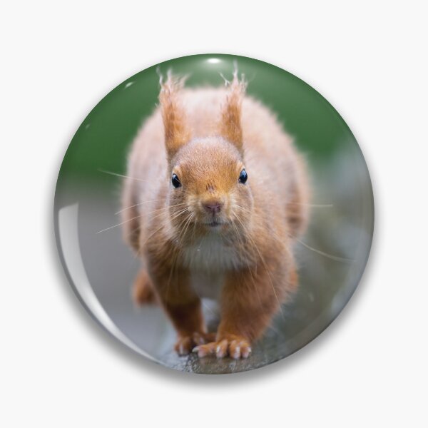 Item preview, The oncoming squirrel designed and sold by Anthony Brewer.