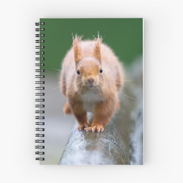 Item preview, The oncoming squirrel designed and sold by Anthony Brewer.