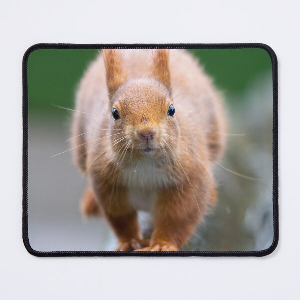 Item preview, The oncoming squirrel designed and sold by Anthony Brewer.