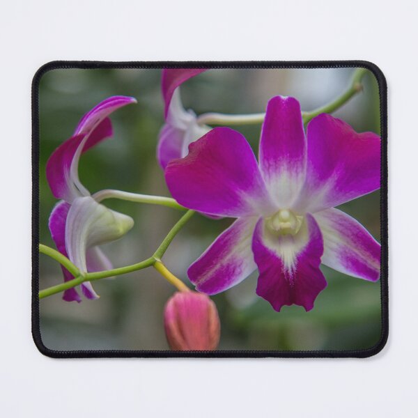 Item preview, USA. Virginia. Richmond. Lewis Ginter Botanical Garden. Orchid. designed and sold by vadim19.