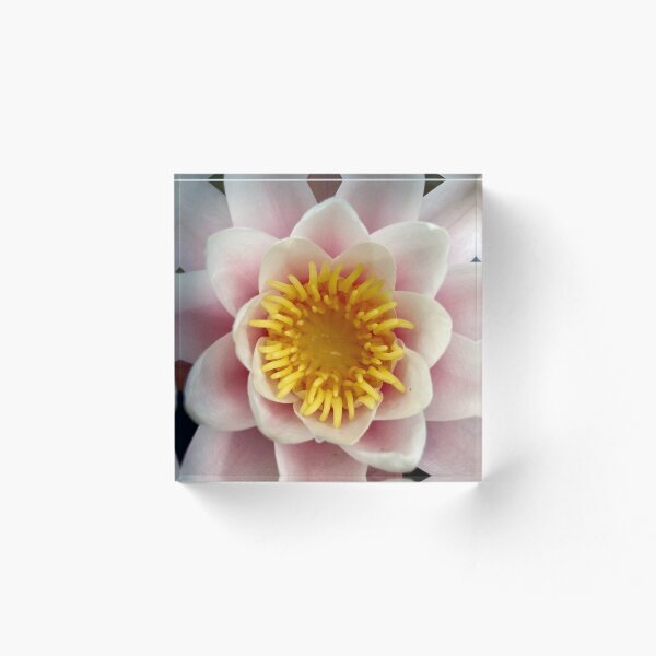 Artikelvorschau, Seerose entworfen und verkauft von werflow-.