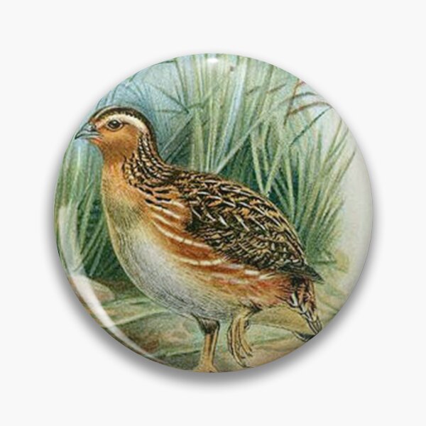 Item preview, Coturnix japonica (Japanese Quail) - Ogilvie-Grant (1896) designed and sold by Geraldo Garcia.
