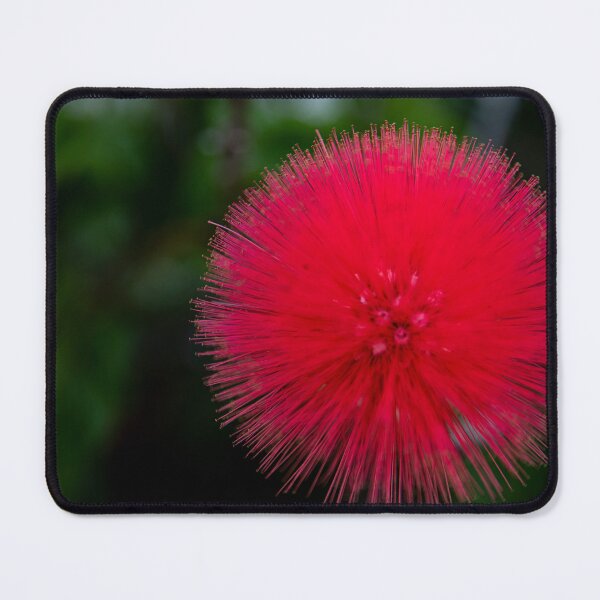 Item preview, Santa Barbara Powder Puff Flower designed and sold by BarbaraVPhoto.