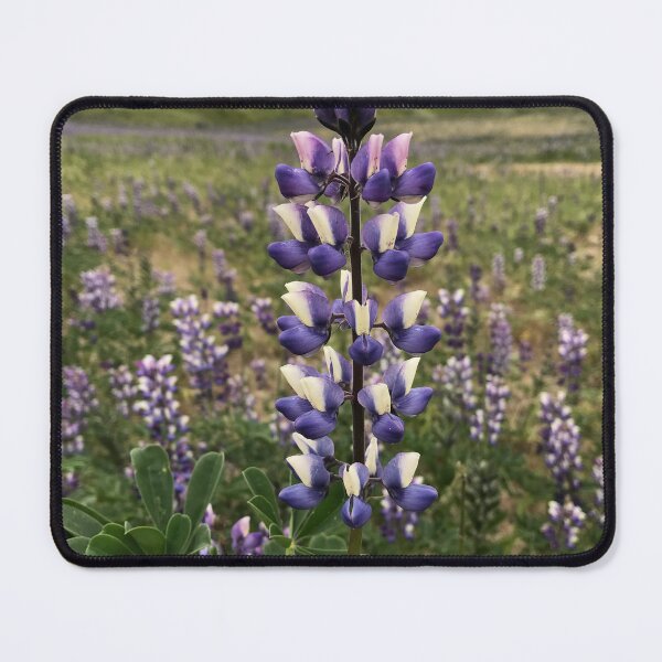 Item preview, Beautiful Lupine designed and sold by BarbaraVPhoto.