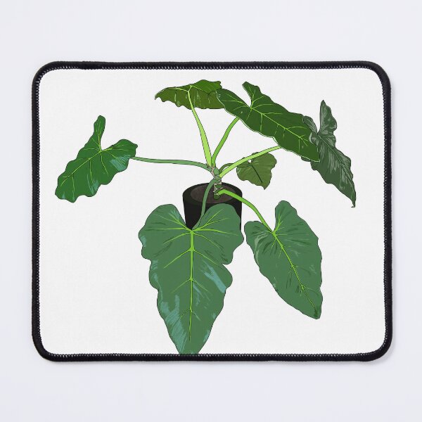 Item preview, Philodendron giganteum designed and sold by kvictoria1.
