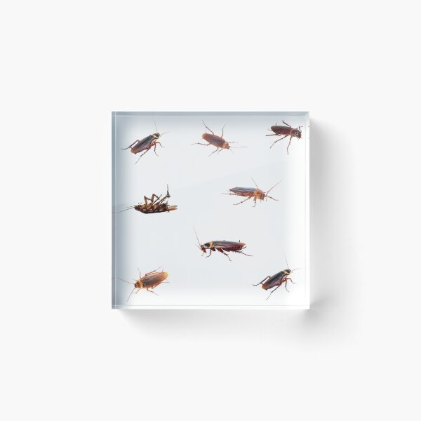 Item preview, Cockroach Collection designed and sold by silviaol.