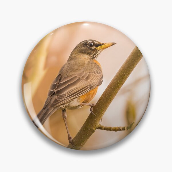 Artikelvorschau, American Robin auf aufmerksamer Vogelfotografie entworfen und verkauft von crimsonbamboo.