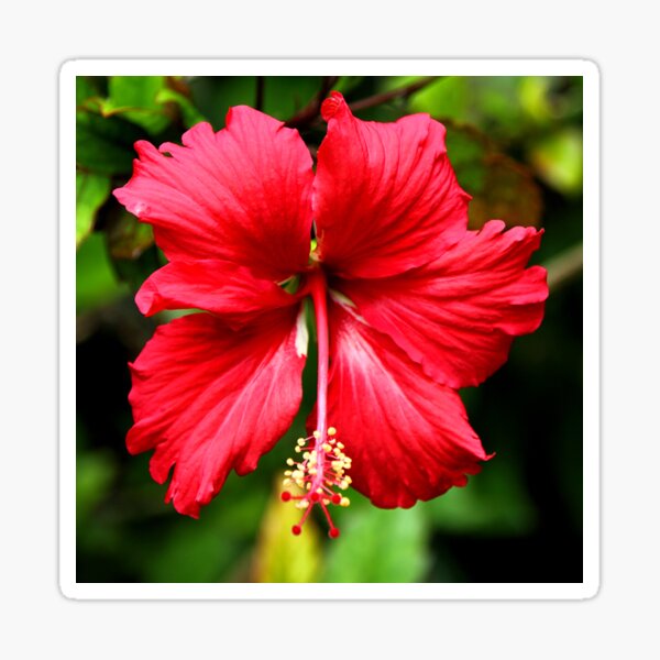Hibiscus in Red #1 Sticker