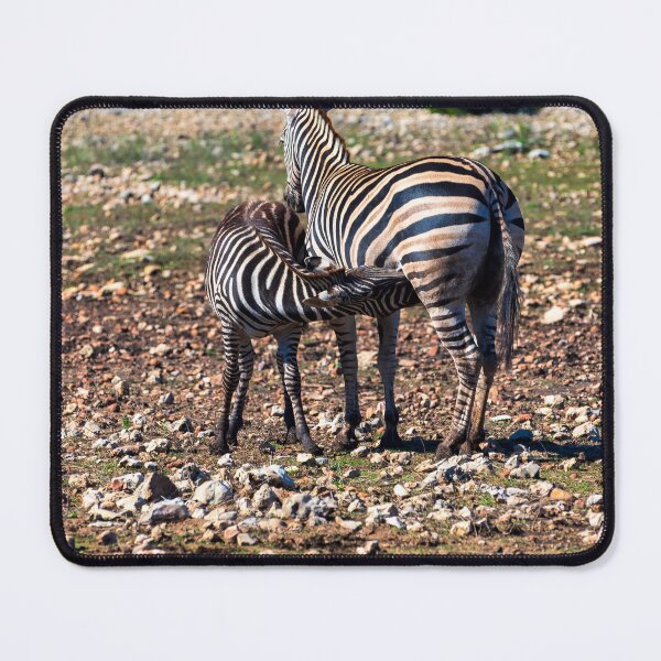 Item preview, Baby zebra grabs a snack designed and sold by noblephoto.