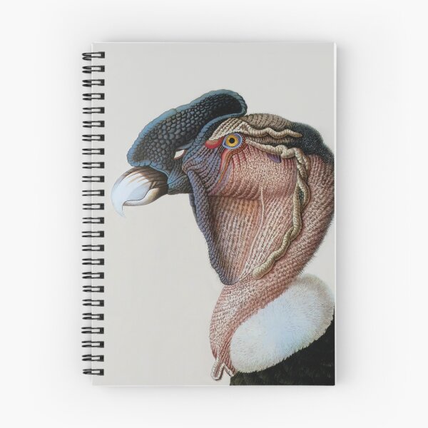 Item preview, Andean Condor (Vultur gryphus) Painting designed and sold by TheCurators.