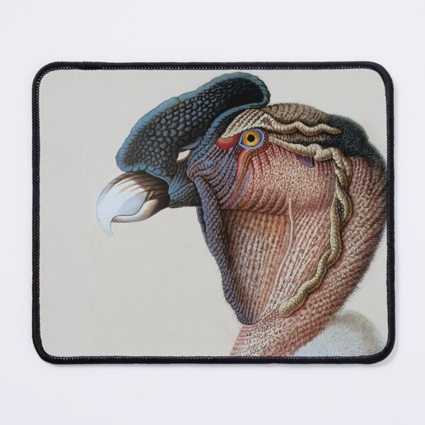 Item preview, Andean Condor (Vultur gryphus) Painting designed and sold by TheCurators.
