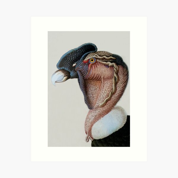 Item preview, Andean Condor (Vultur gryphus) Painting designed and sold by TheCurators.