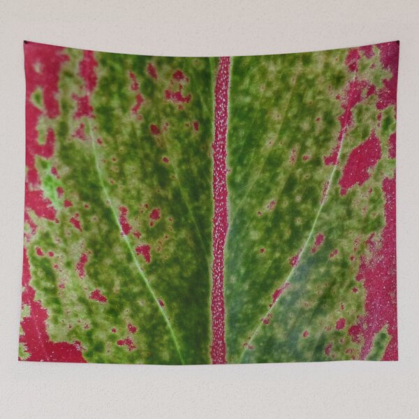 Item preview, Aglaeonema Siam Aurora designed and sold by TropicalFronds.