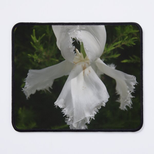 Item preview, White tulip designed and sold by lezvee.