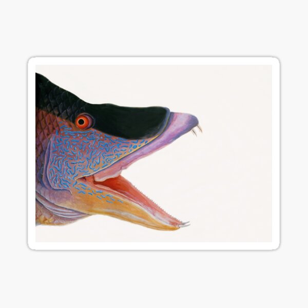 Item preview, Great Hogfish by Mark Catesby (modified with photo filters) designed and sold by TheCurators.