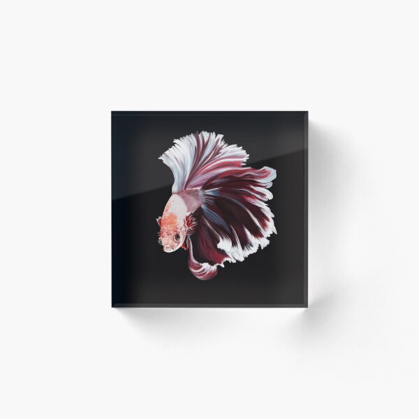 Siamese fighting fish Acrylic Block
