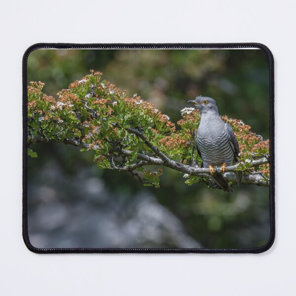 Item preview, Cuckoo designed and sold by RCMPhotography.