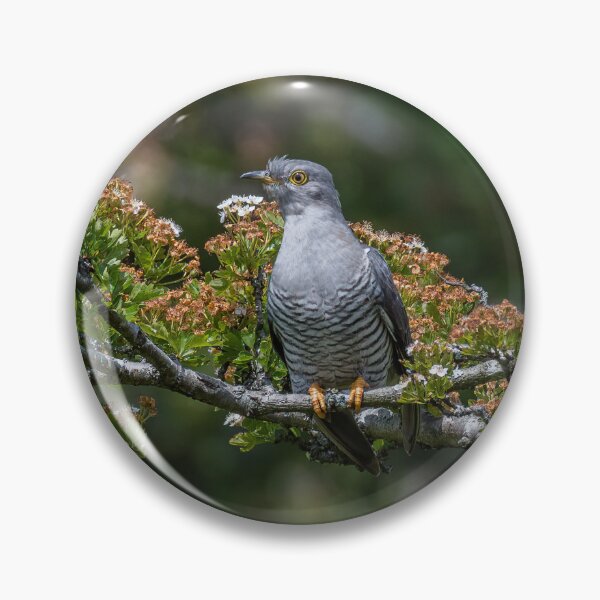 Item preview, Cuckoo designed and sold by RCMPhotography.