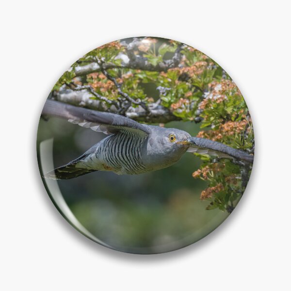 Item preview, Cuckoo In Flight designed and sold by RCMPhotography.