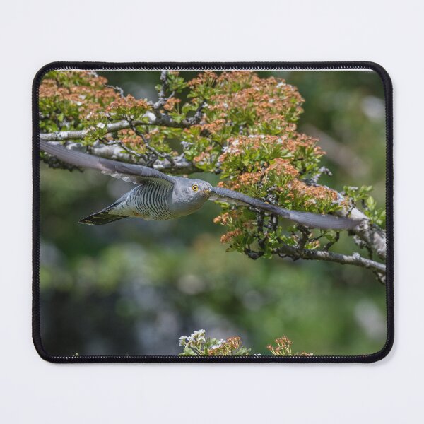 Item preview, Cuckoo In Flight designed and sold by RCMPhotography.