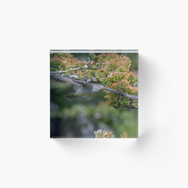 Item preview, Cuckoo In Flight designed and sold by RCMPhotography.