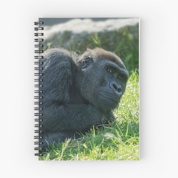 Item preview, Gorilla Taking It Easy designed and sold by rawshutterbug.