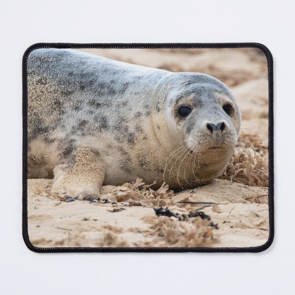 Item preview, Cute grey seal pup designed and sold by cdkphotos.