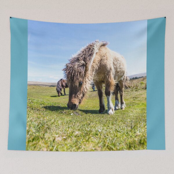Item preview, Dartmoor Pony  designed and sold by Paul Thompson Photography.