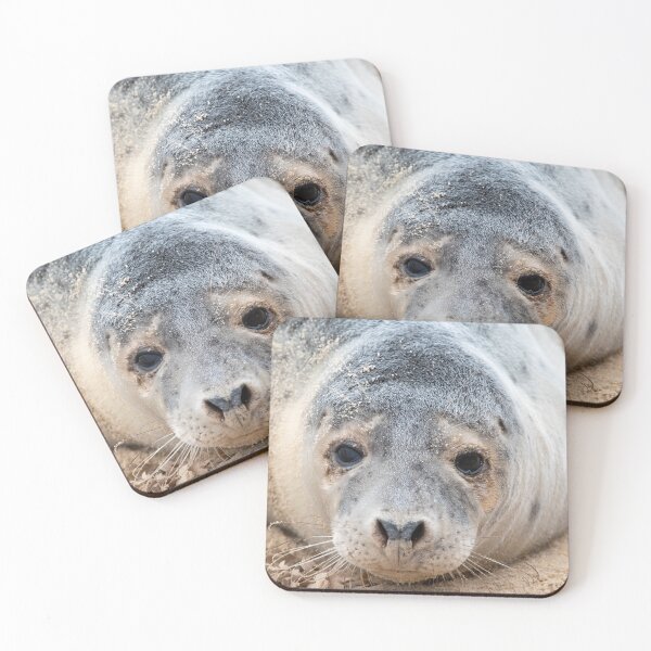 Item preview, Grey seal close up designed and sold by cdkphotos.