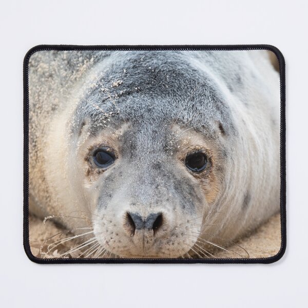Item preview, Grey seal close up designed and sold by cdkphotos.