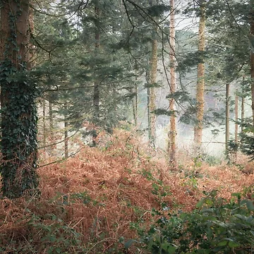 Artwork thumbnail, WINTER RUST by Andrew Hocking