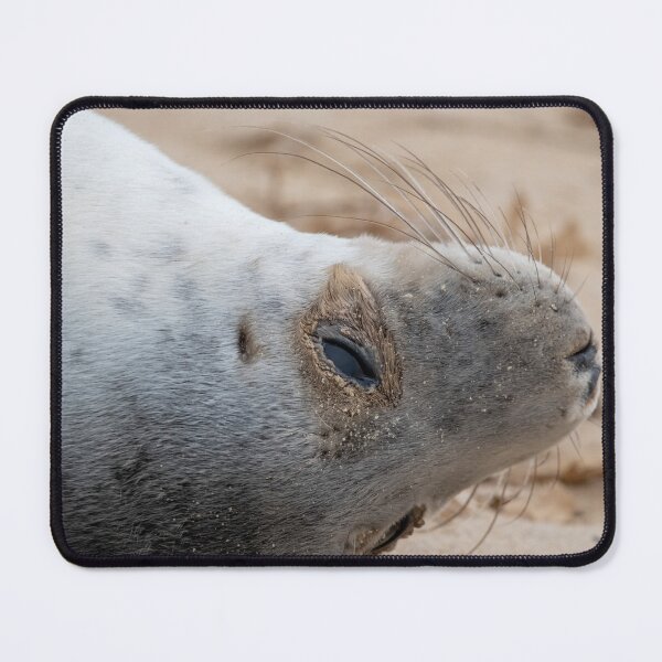 Item preview, Cute grey seal pup designed and sold by cdkphotos.