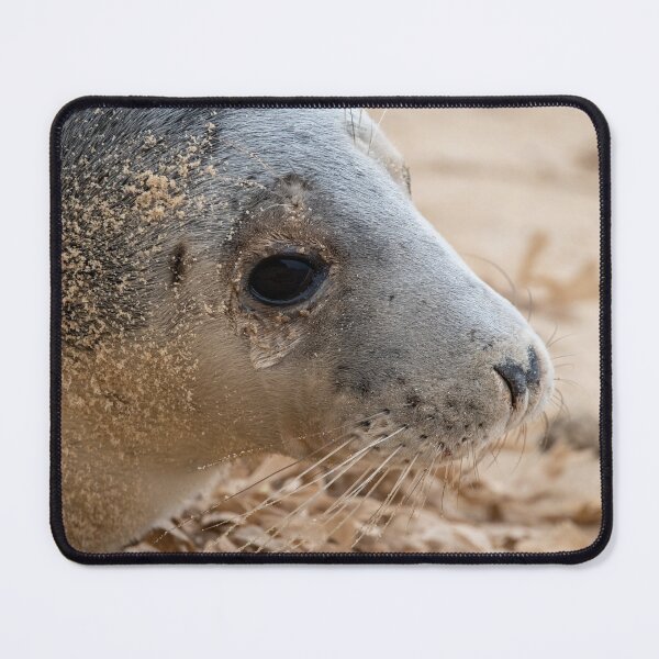 Item preview, Close up of a grey seal pup designed and sold by cdkphotos.